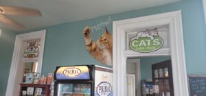 Wall covering installation
